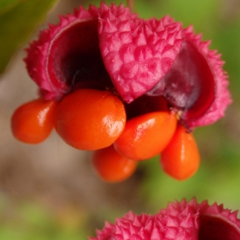 Euonymus americanus