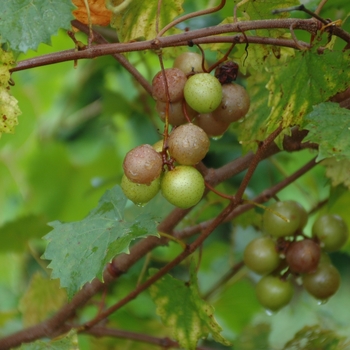 Vitis rotundifolia 'Scuppernong' 
