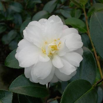 Camellia sasanqua 'Mine-no-yuki' 