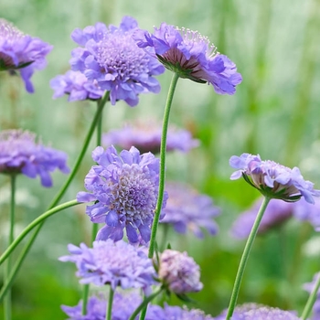 Scabiosa 'Multiple Varieties' 