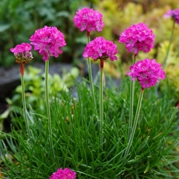 Armeria alliacea