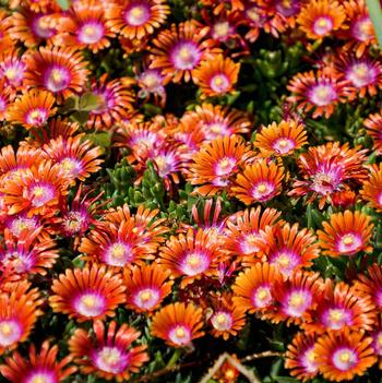 Delosperma 'Multiple Varieties' 