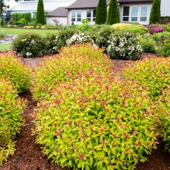 Spiraea japonica 'Matgold' PP28876, CPBR5634