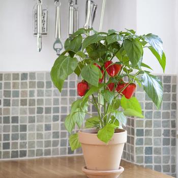 Capsicum annuum 'Fresh Bites Red' 