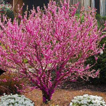 Cercis chinensis 'Don Egolf' 