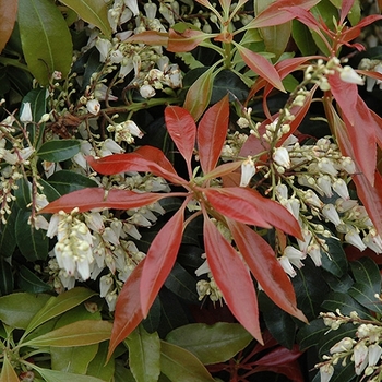 Pieris japonica 'Scarlet O'Hara' 