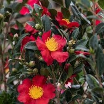 Camellia sasanqua 'Yuletide' 