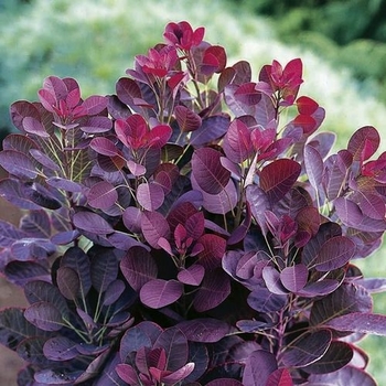 Cotinus coggygria 'Lilla' 