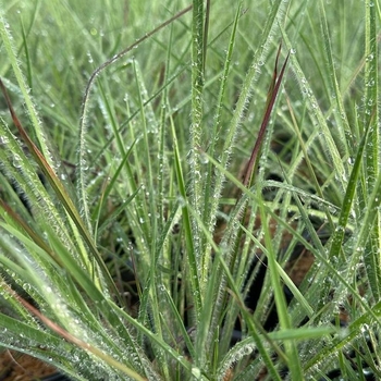 Schizachyrium scoparium 'Ha Ha Tonka' PP32374