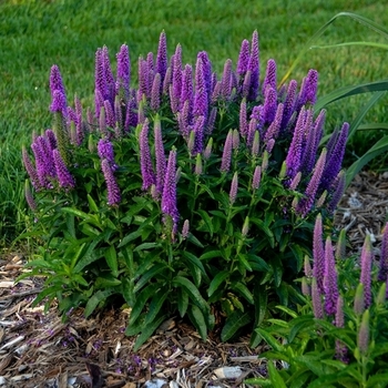 Veronica 'Multiple Varieties' 