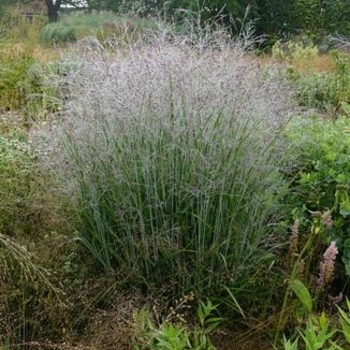 Panicum virgatum 'Purple Tears' PP28518