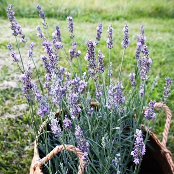 Lavandula x intermedia
