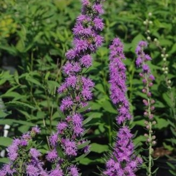 Liatris aspera