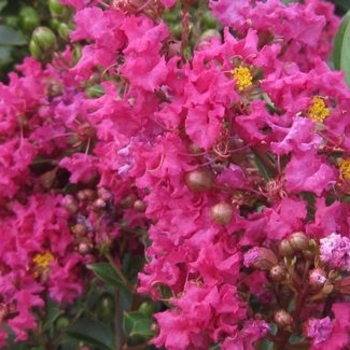 Lagerstroemia indica x fauriei 'Tonto' 