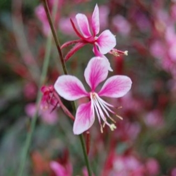 Gaura lindheimeri 'Siskiyou Pink' 