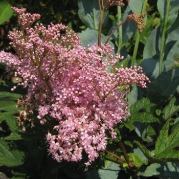 Filipendula rubra 'Venusta' 