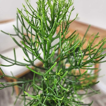 Euphorbia tirucalli 'Green' 