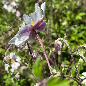 Anemone 'Dainty Swan' PPAF