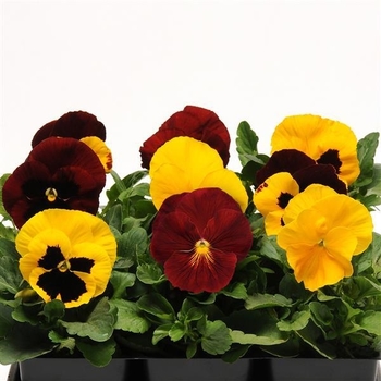 Viola x wittrockiana 'Autumn Blaze Mix' PP25167P3
