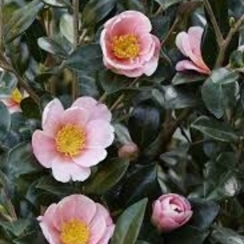 Camellia sasanqua