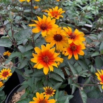 Heliopsis helianthoides v. scabra 'Burning Hearts' 