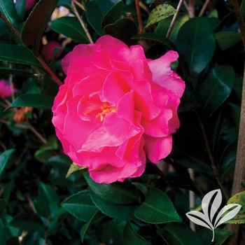 Camellia sasanqua 'Rose of Autumn' 