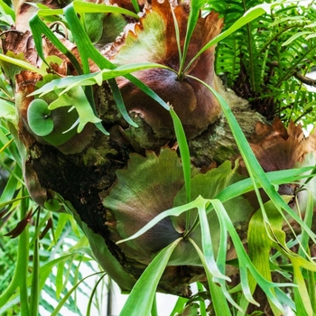 Platycerium bifurcatum