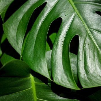 Monstera deliciosa