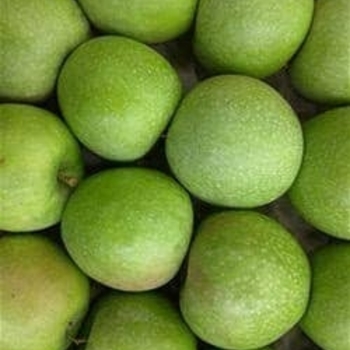 Malus domestica 'Golden Dorsett' 