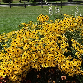 Rudbeckia 'Glitters Like Gold' 