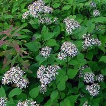 Eurybia macrophylla