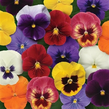 Viola x wittrockiana 'Mix' PP21966