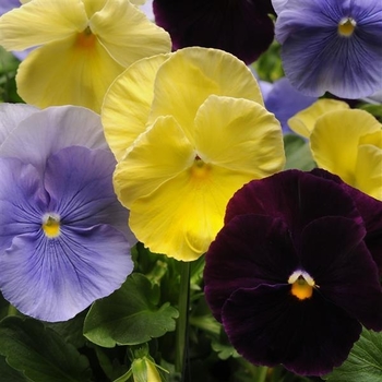 Viola x wittrockiana 'Spring Matrix® Purple White' PP30599