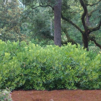 Illicium parviflorum 'Ocala'