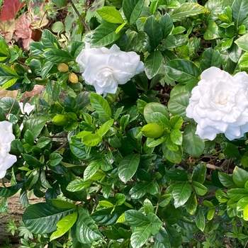 Gardenia jasminoides 'Summer Snow®' PP22797