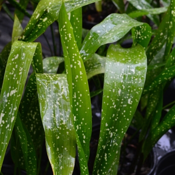 Aspidistra elatior 'Spek-tacular' 