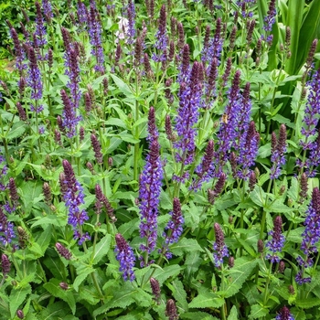 Salvia nemorosa 'Wesuwe' 