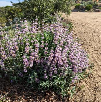 Salvia leucantha 'Point Sal Spreader' 