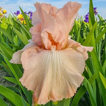 Iris hollandica