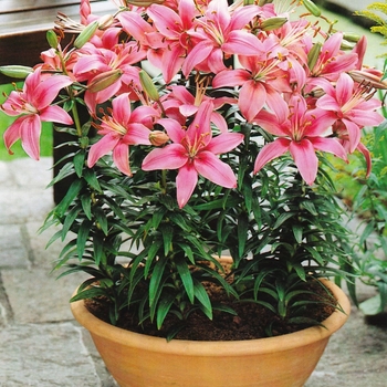 Lilium 'Pink Pixie' 