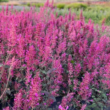 Agastache cana 'Zuni' 