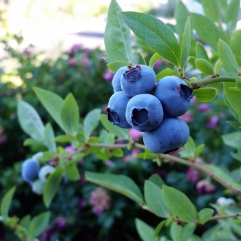 Vaccinium ashei 'Tifblue' 