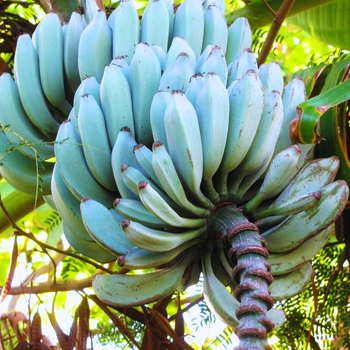 Musa acuminata 'Ice Cream' 