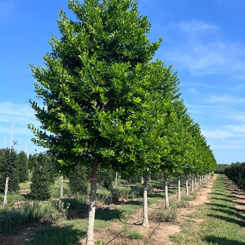 Ilex x attenuata 'Eagleston' 