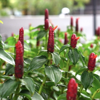 Costus woodsonii