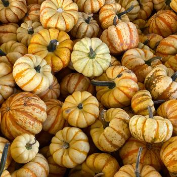 Cucurbita pepo 'Tiger Stripes' 
