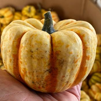 Cucurbita pepo 'Tiger Stripes' (308775)