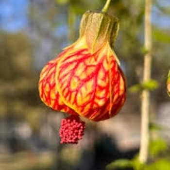 Abutilon 'Red Tiger' 