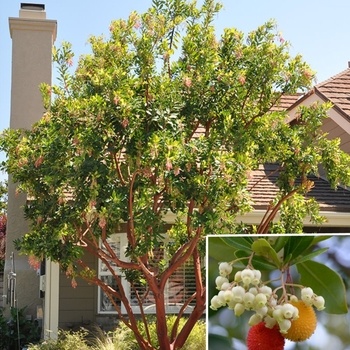 Arbutus 'Marina' 