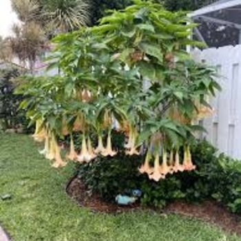 Brugmansia 